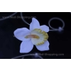 Décoration voiture mariage orchidées blanches